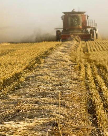 Oats being harvested before being transported by a STAS Tipping Trailer (1)